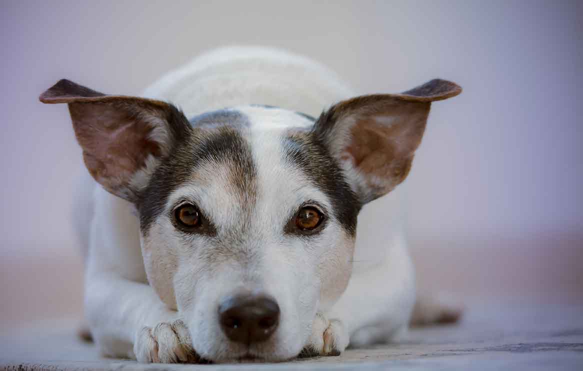 adorable-animal-animal-photography-canine-612813_web